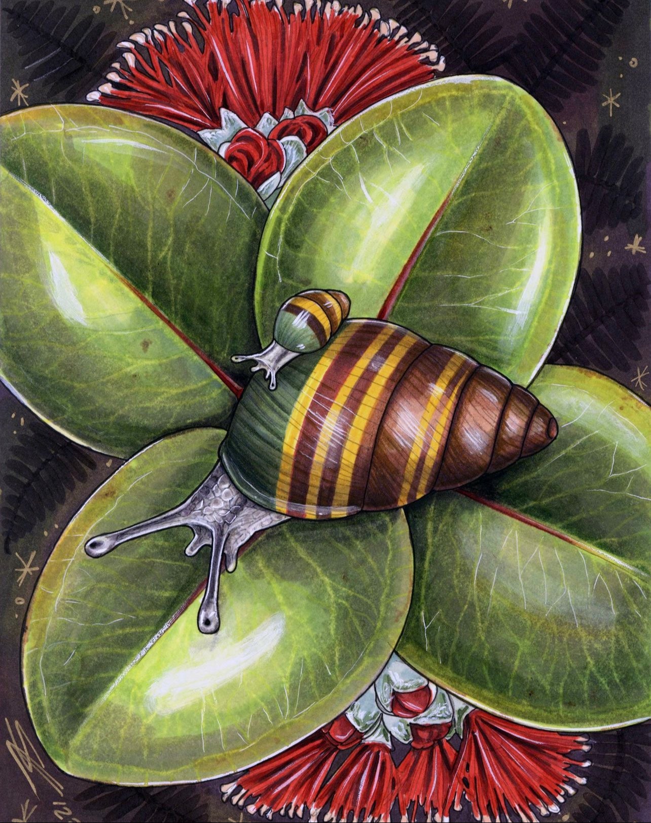 Kāhuli (Achatinella abbreviata) print