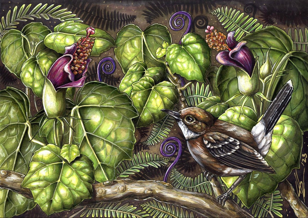 Elepaio and Hau Kuahiwi print