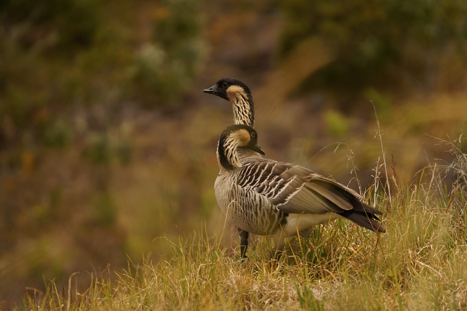 Two Nene (Branta sandvicensis) at Hakalau Forest National Wildlife Refuge photo by Saxony Charlot