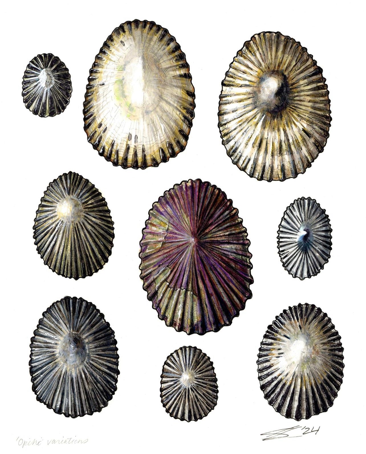 ʻOpihi variations print