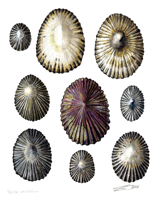 ʻOpihi variations print