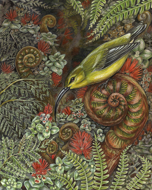 ʻAkialoa, hāpuʻu, and ʻōhiʻa original