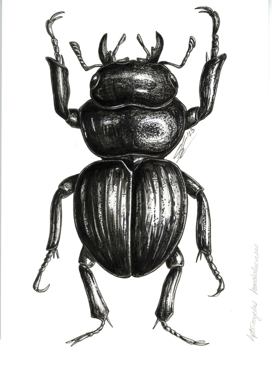 Apterocyclus honoluluensis original