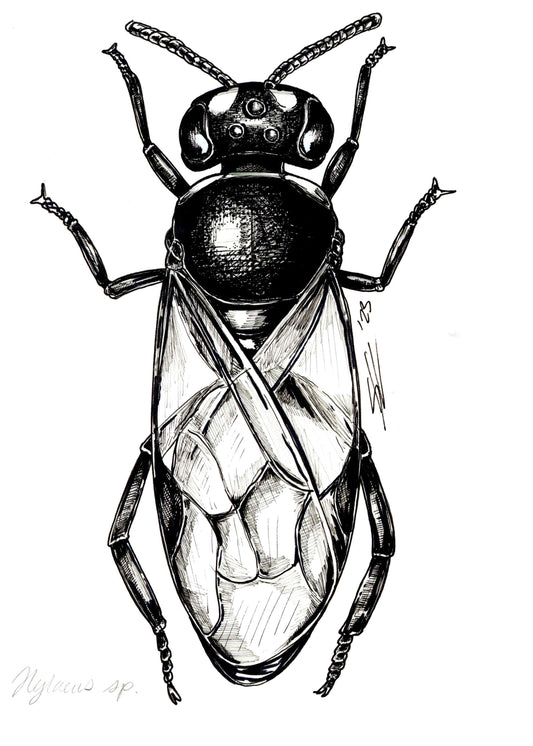 Nalo meli maoli original