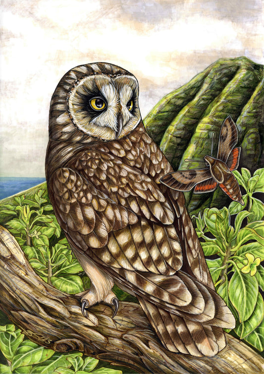 At Volcano Art Center: Pueo, ‘ōka’i, and ‘ahakea lau nui original