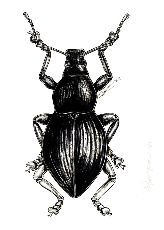 Rhynchogonus sp. original