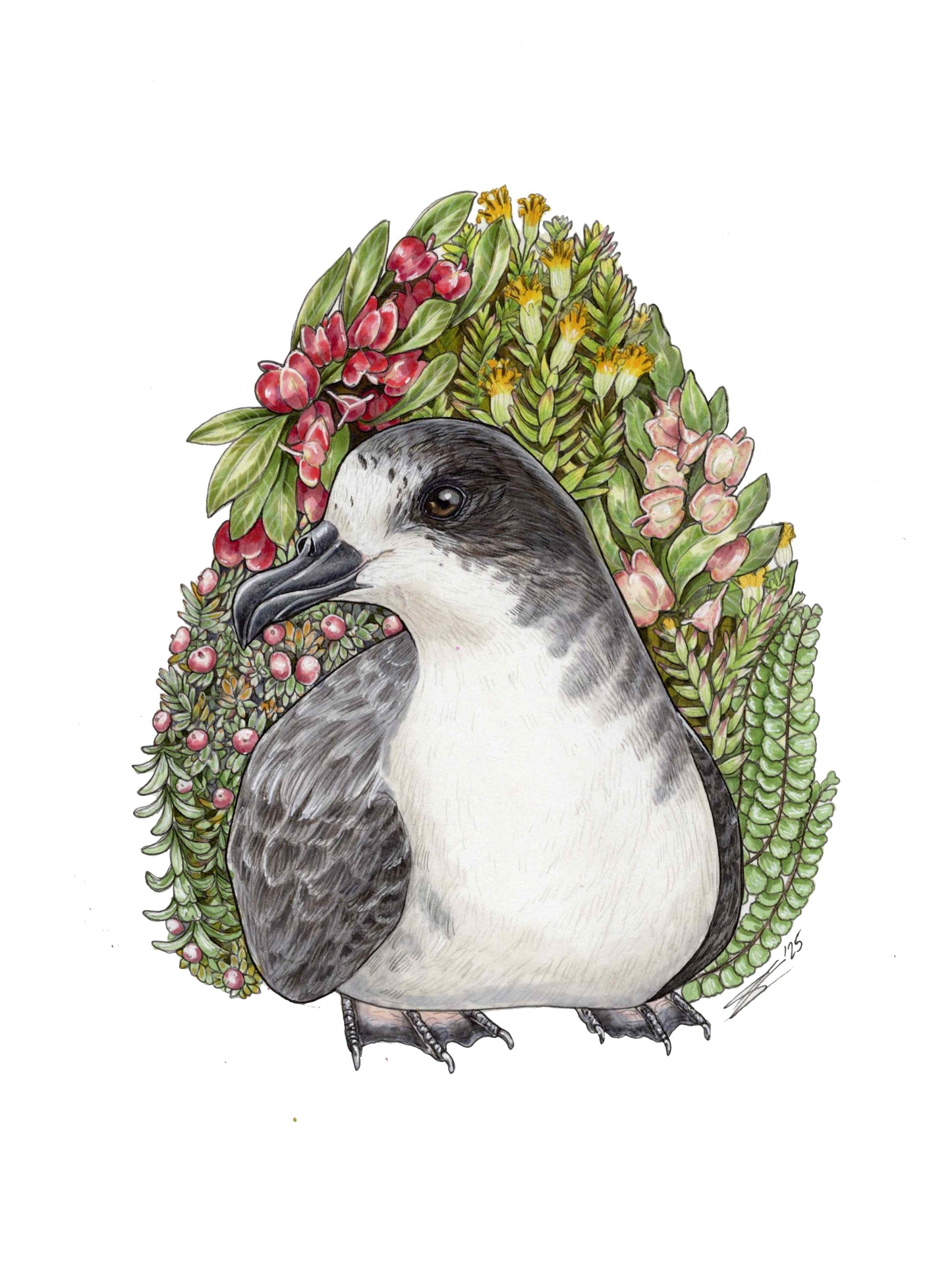 Mauna Loa ʻUaʻu original