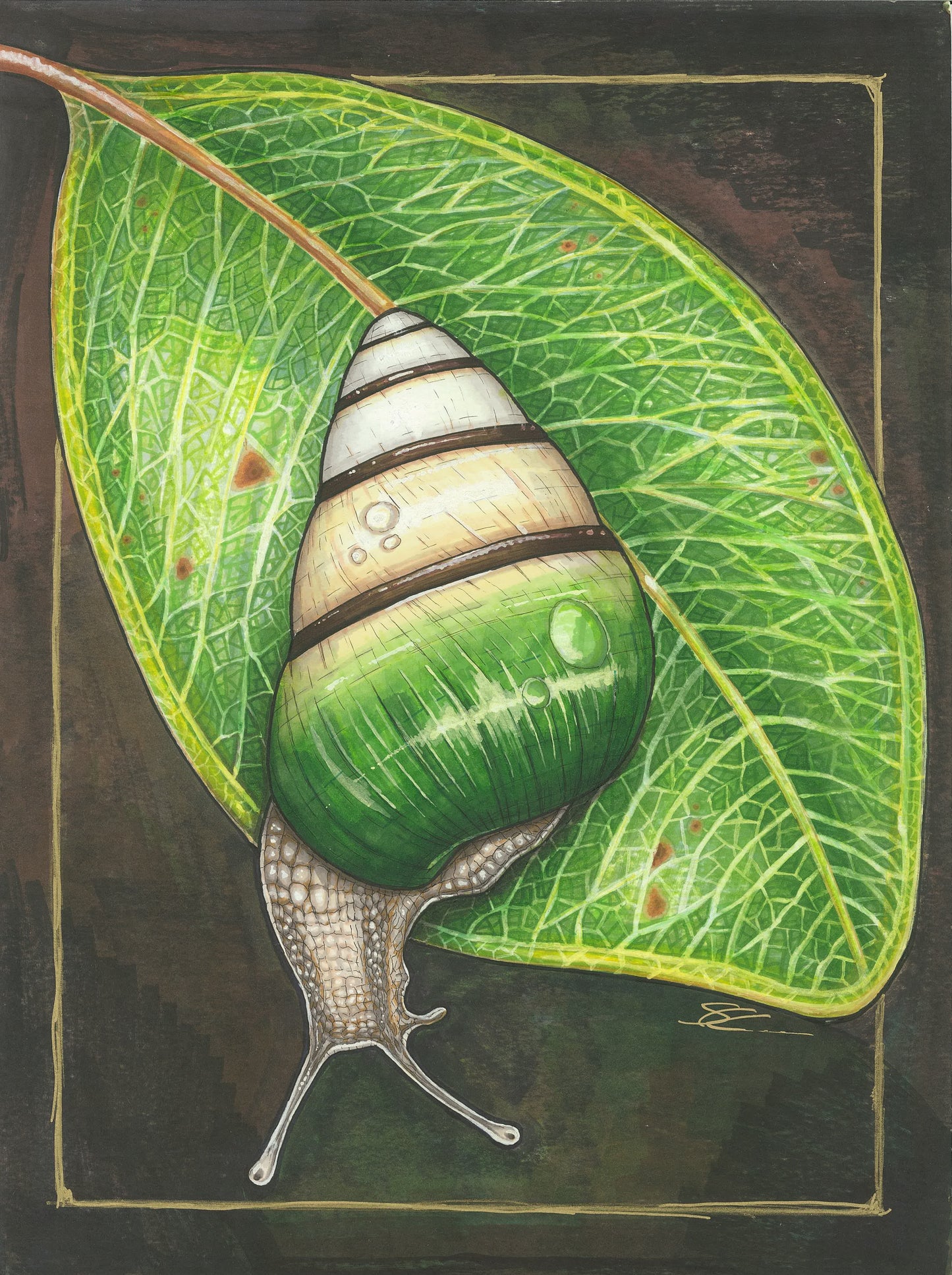 Kāhuli (Achatinella sowerbyana) on 'ōhi'a original