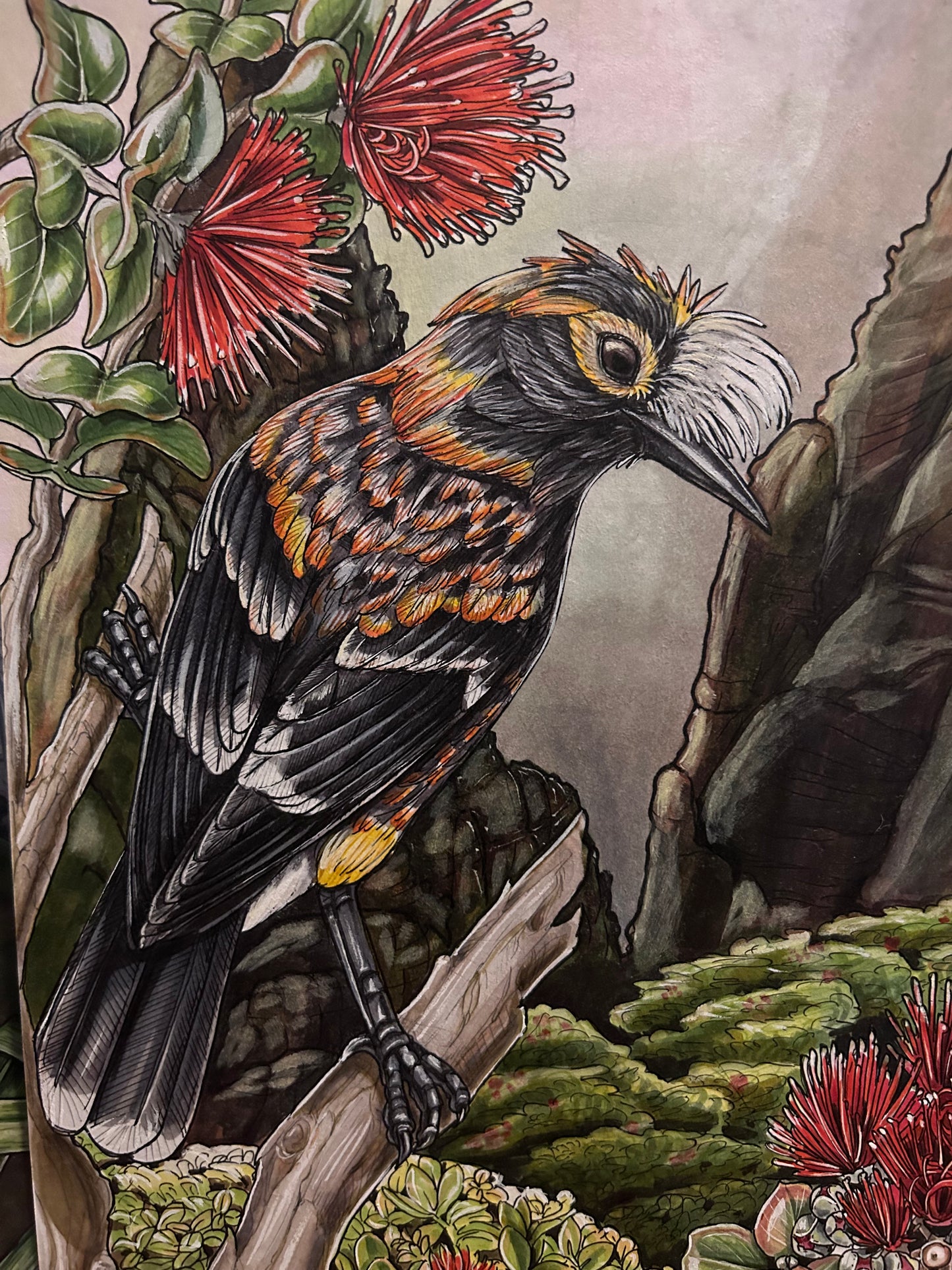 'Ākohekohe and 'ōhi'a original