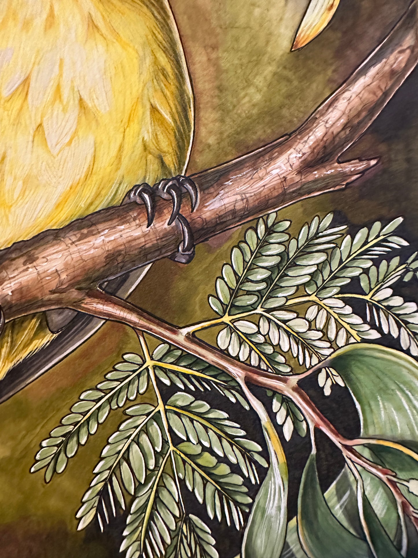 ‘Akiapōlā’au and koa original