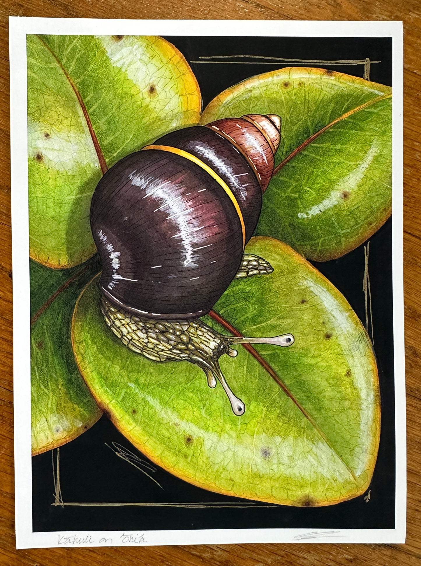 Kāhuli (Achatinella lila) print