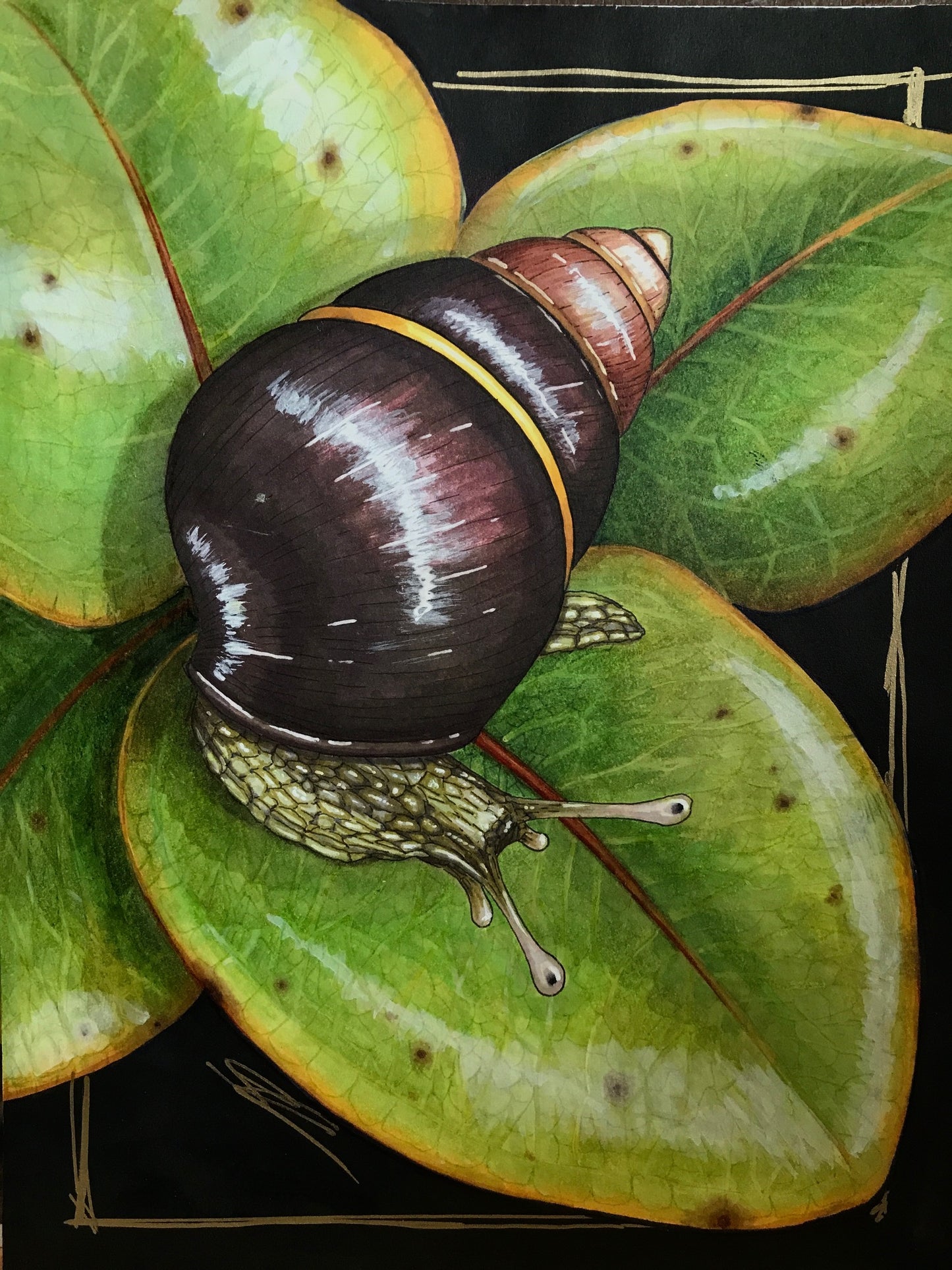 Kāhuli (Achatinella lila) on 'ōhi'a original