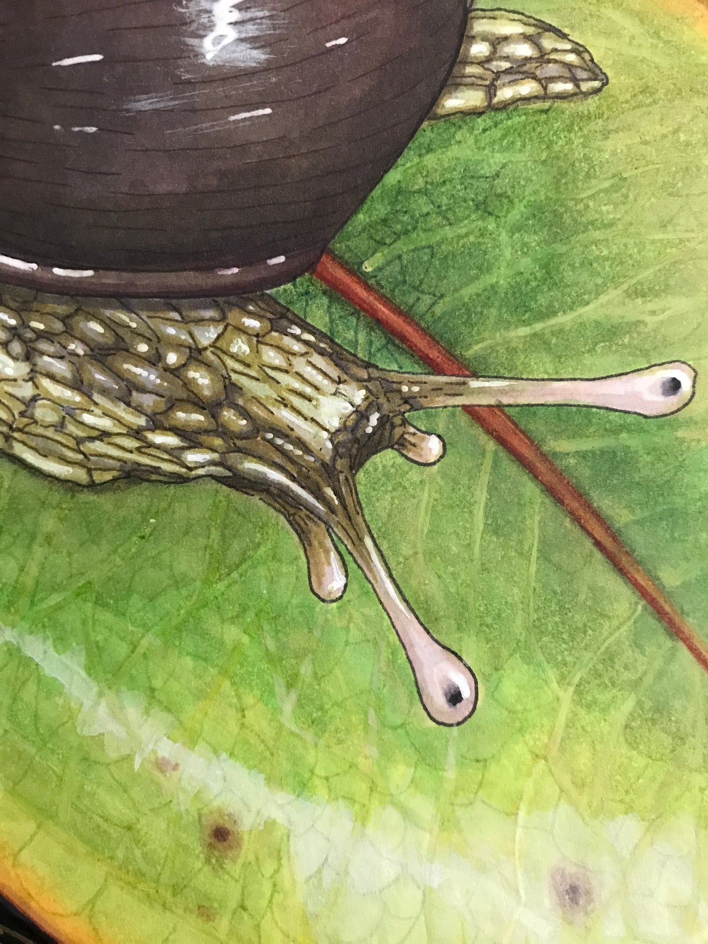 Kāhuli (Achatinella lila) on 'ōhi'a original