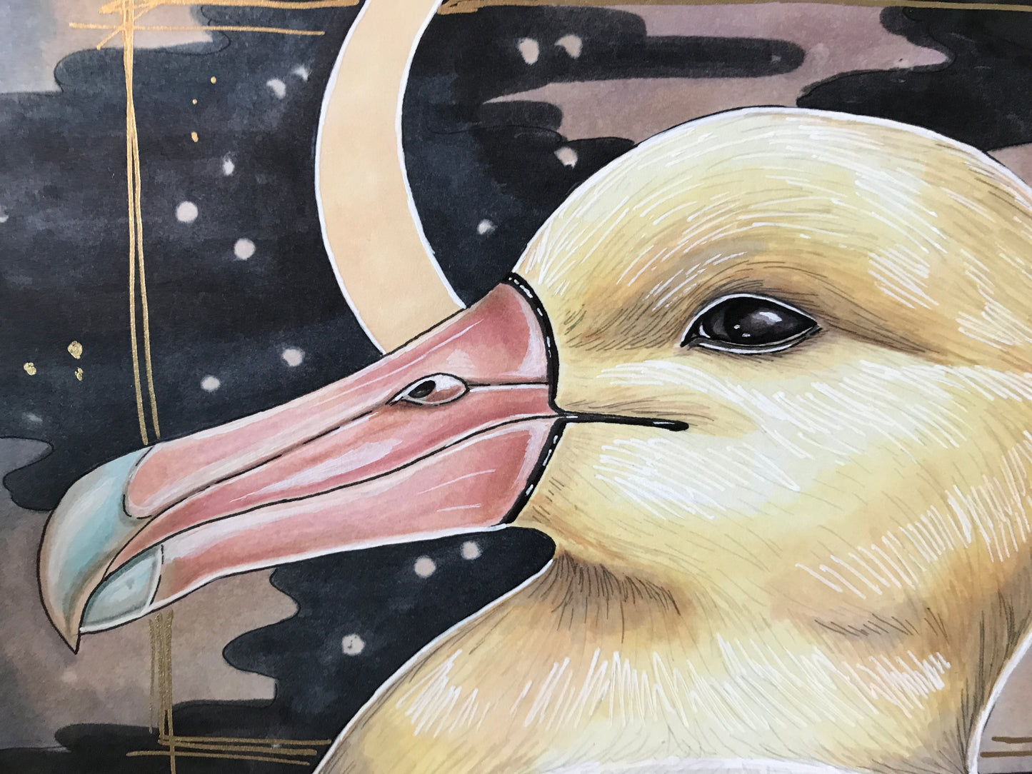 Short tailed albatross original