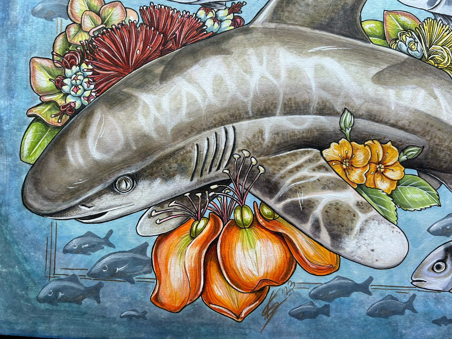 Commission: Oceanic white tip original