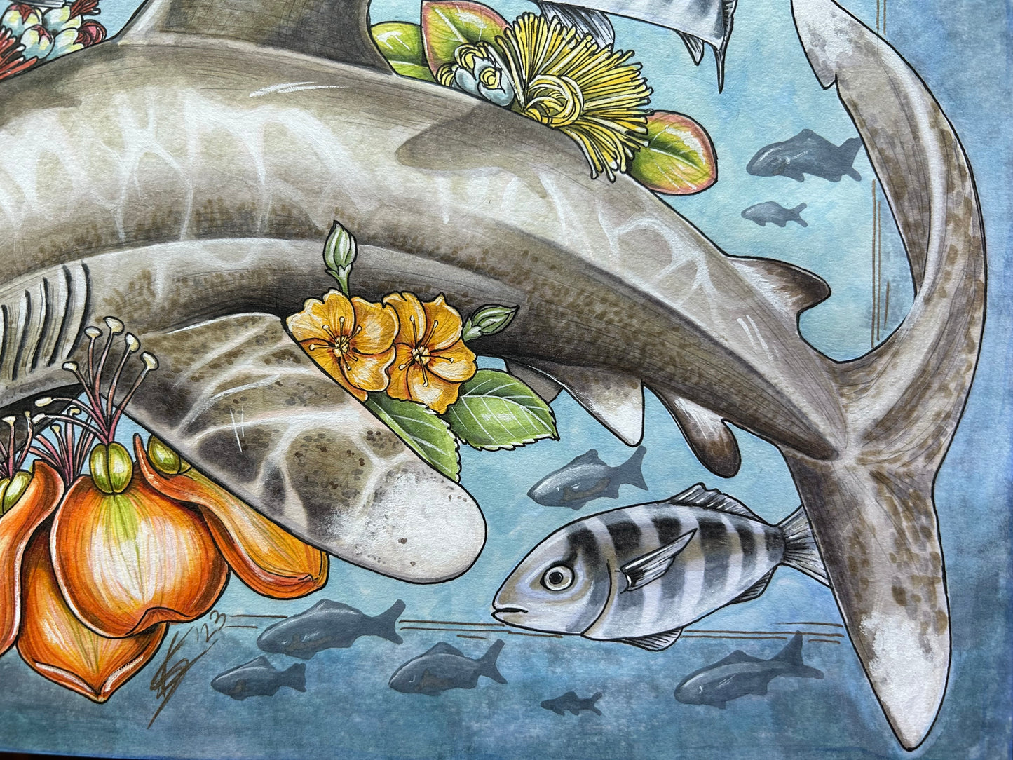 Commission: Oceanic white tip original