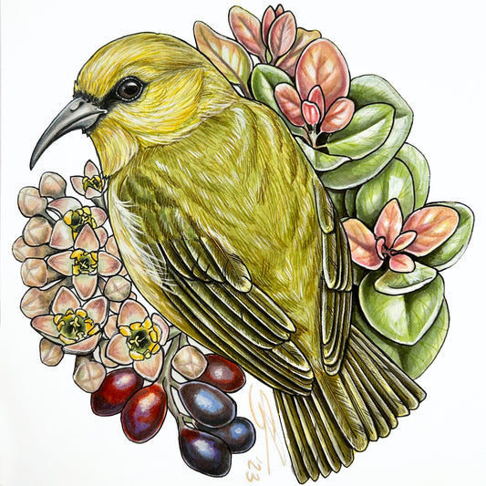 Hawai'i 'amakihi and 'iliahi original