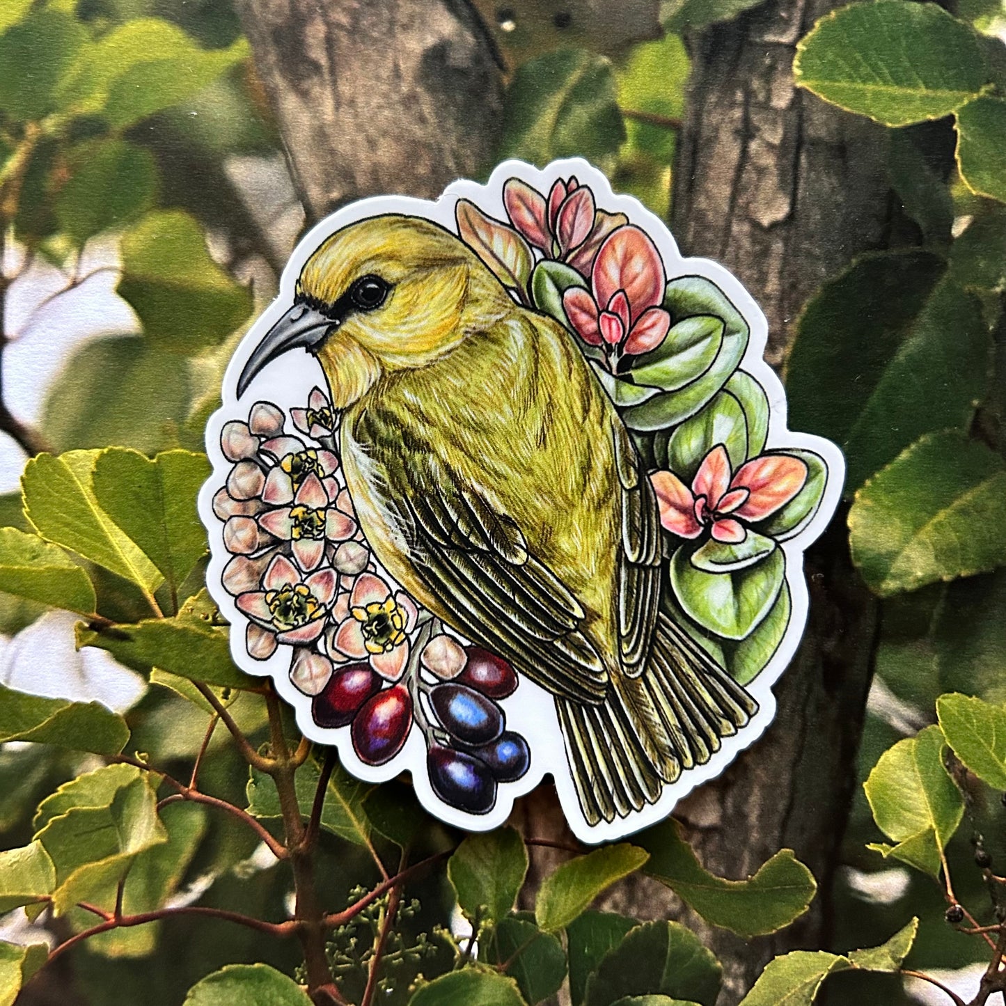 Hawai'i 'amakihi and 'iliahi sticker