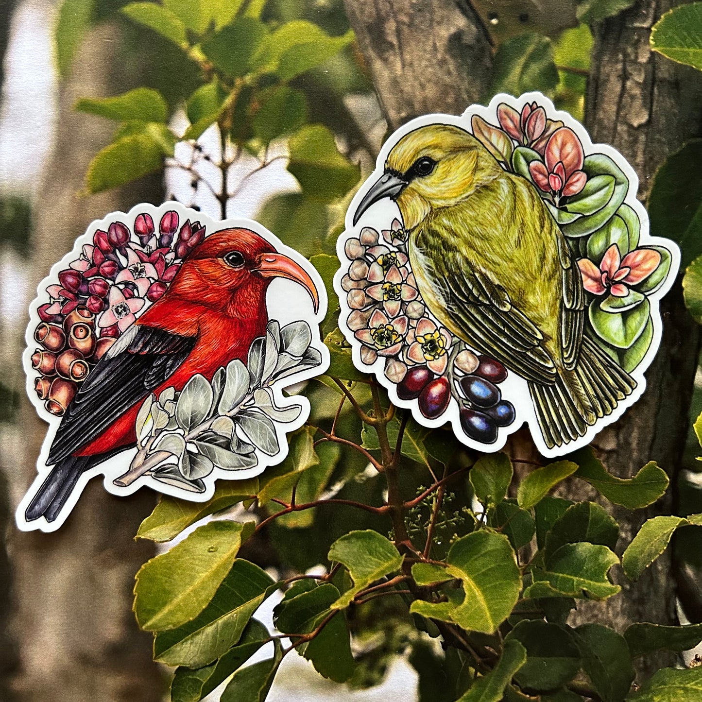Hawai'i 'amakihi and 'iliahi sticker