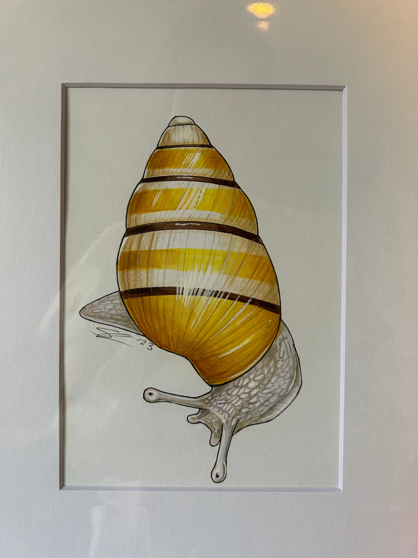 Kāhuli (Partulina mighelsiana) original