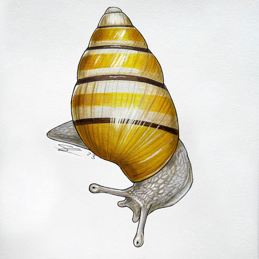 Kāhuli (Partulina mighelsiana) original