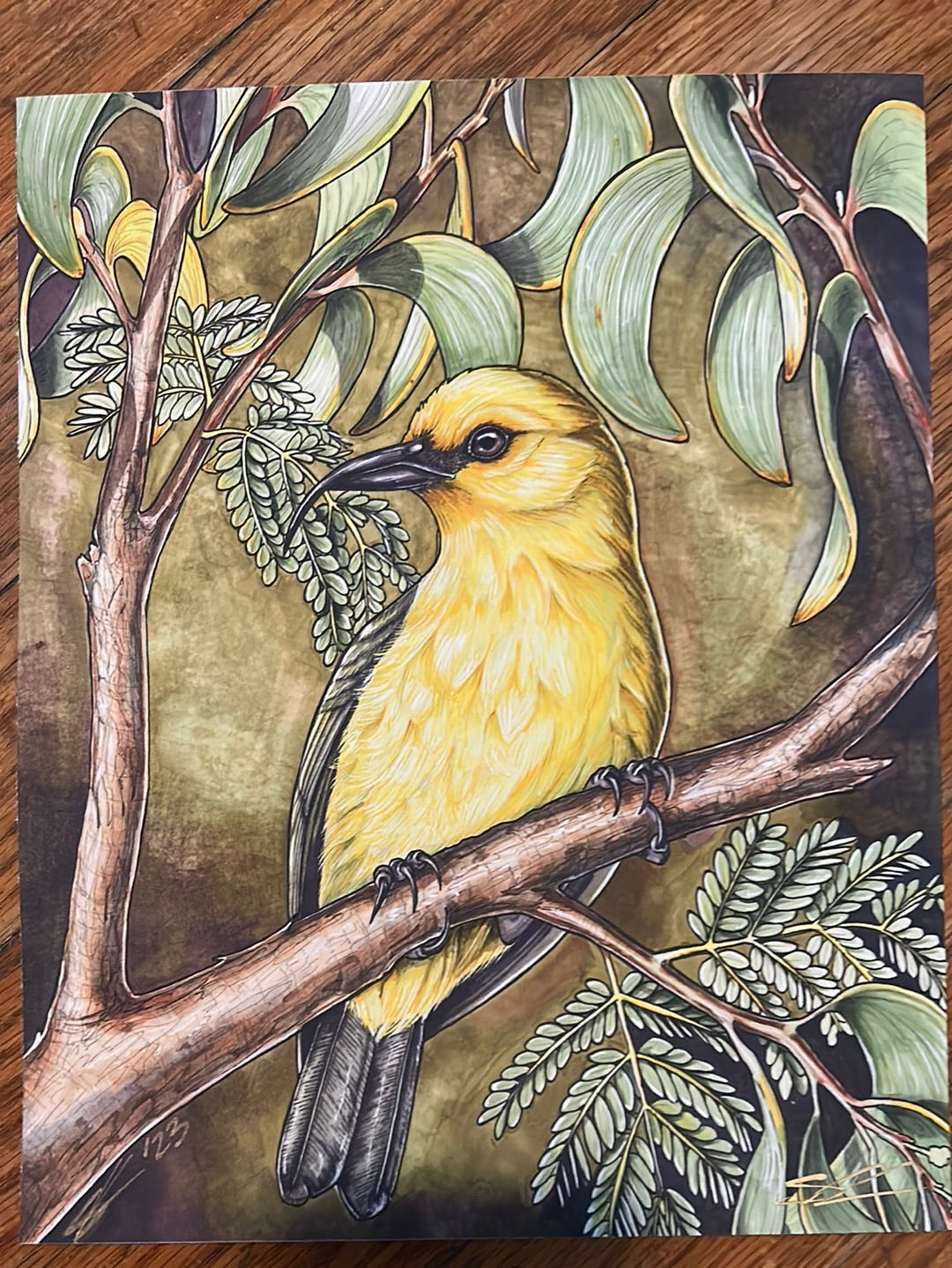 ‘Akiapōlā’au and koa print