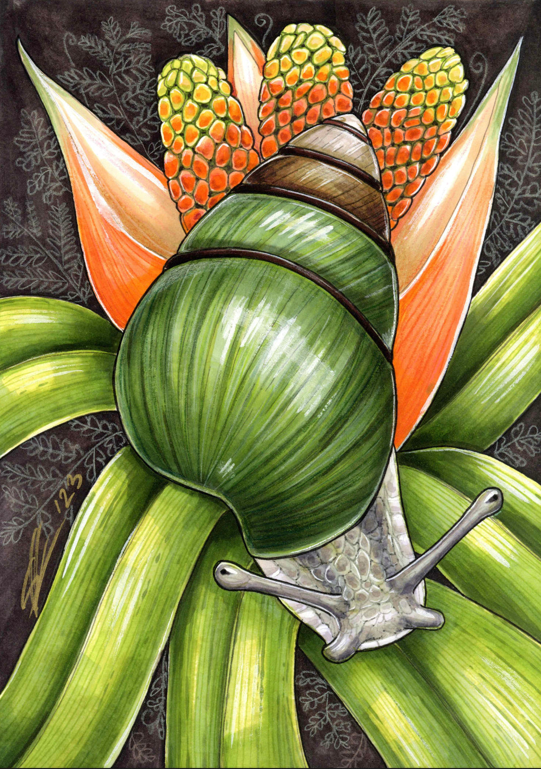 Kāhuli (Achatinella vulpina) and ‘ie’ie original