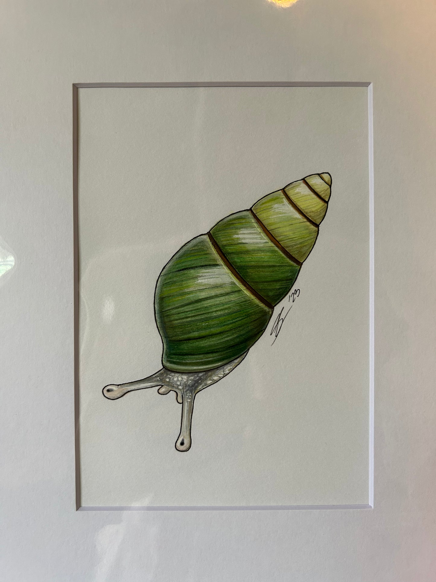 Kāhuli (Achatinella vulpina) original