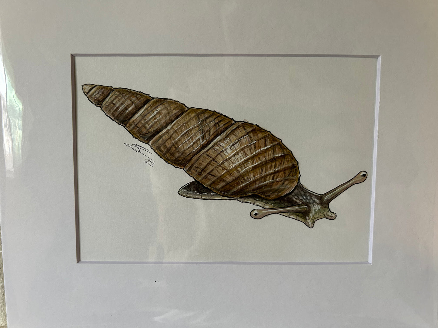 Kāhuli (Newcombia cumingi) original