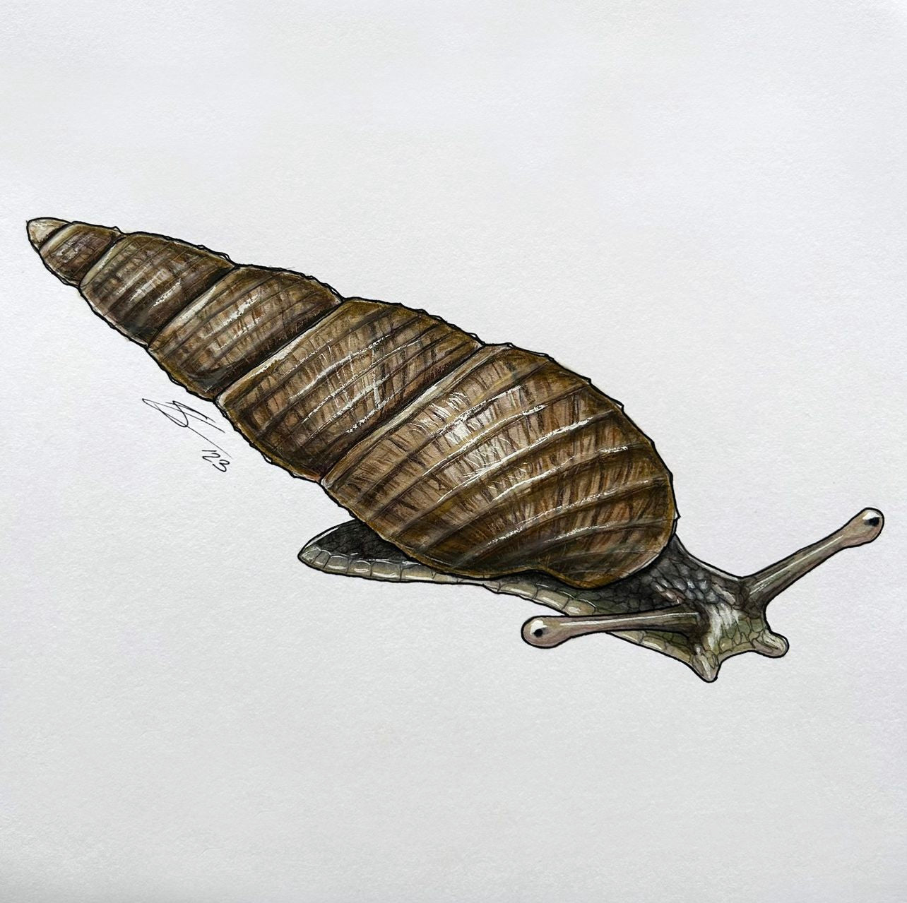 Kāhuli (Newcombia cumingi) original