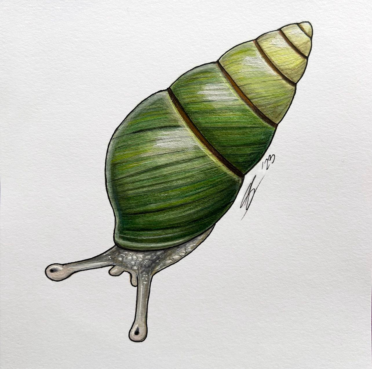 Kāhuli (Achatinella vulpina) original