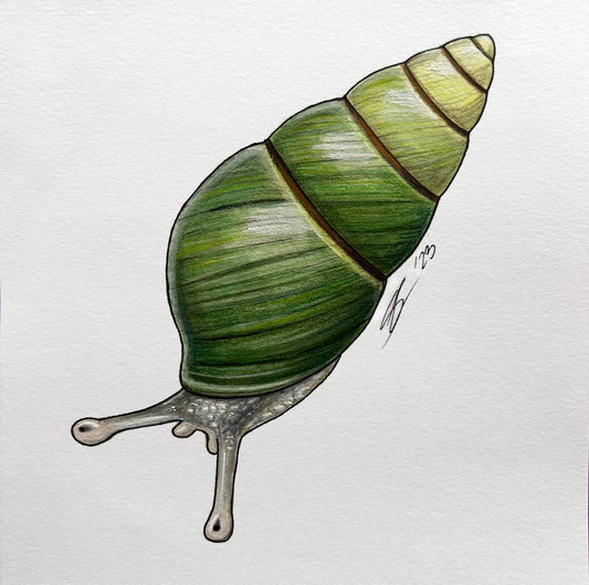 Kāhuli (Achatinella vulpina) original