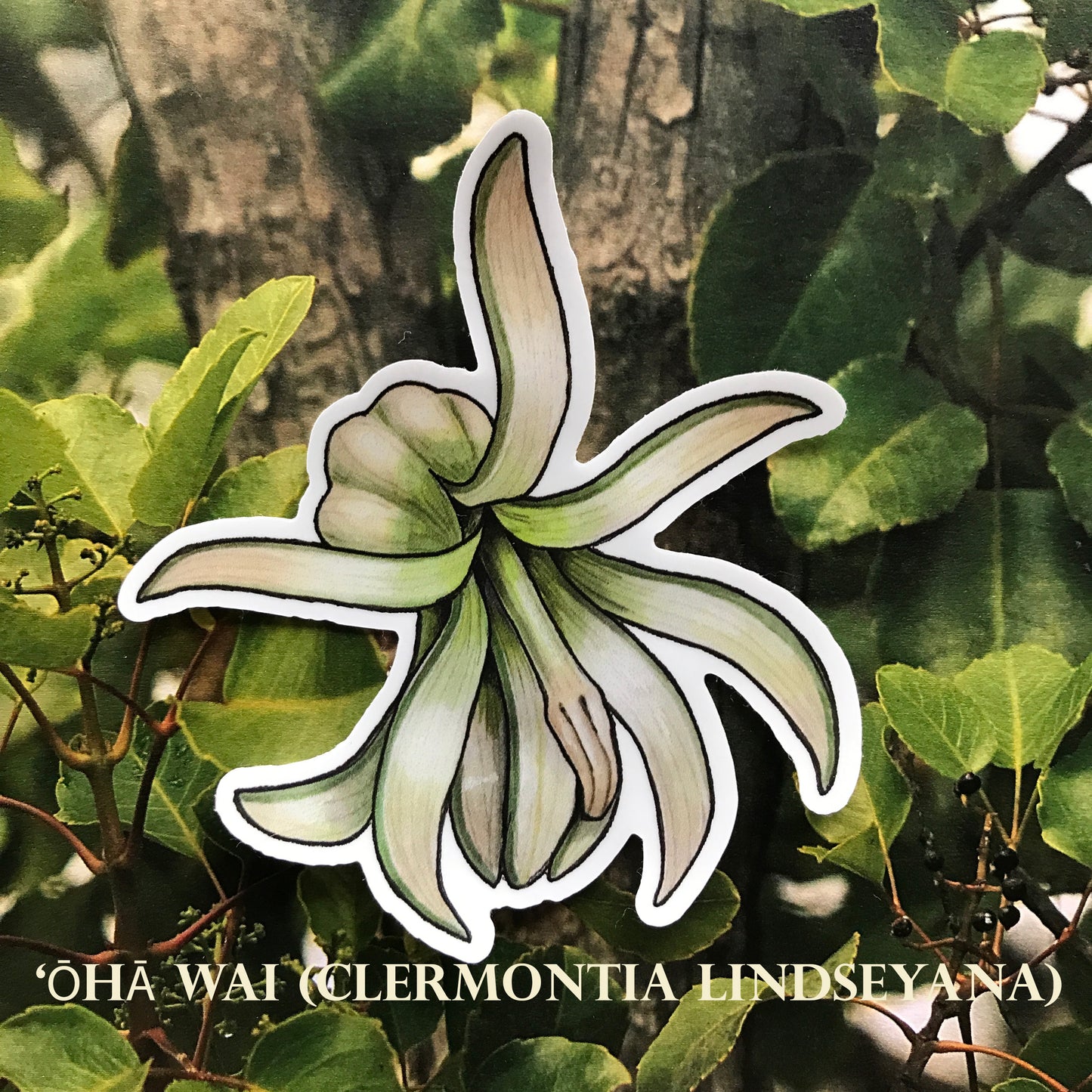 Hawaiian Lobelioid sticker pack (6 stickers)