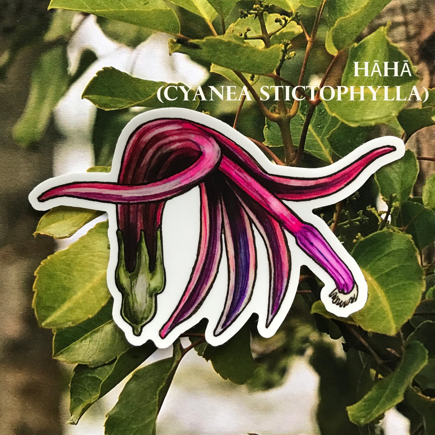 Hawaiian Lobelioid sticker pack (6 stickers)