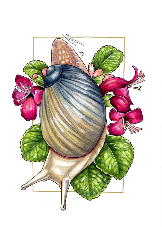 Snot-in-a-hat and mā'ohi'ohi original