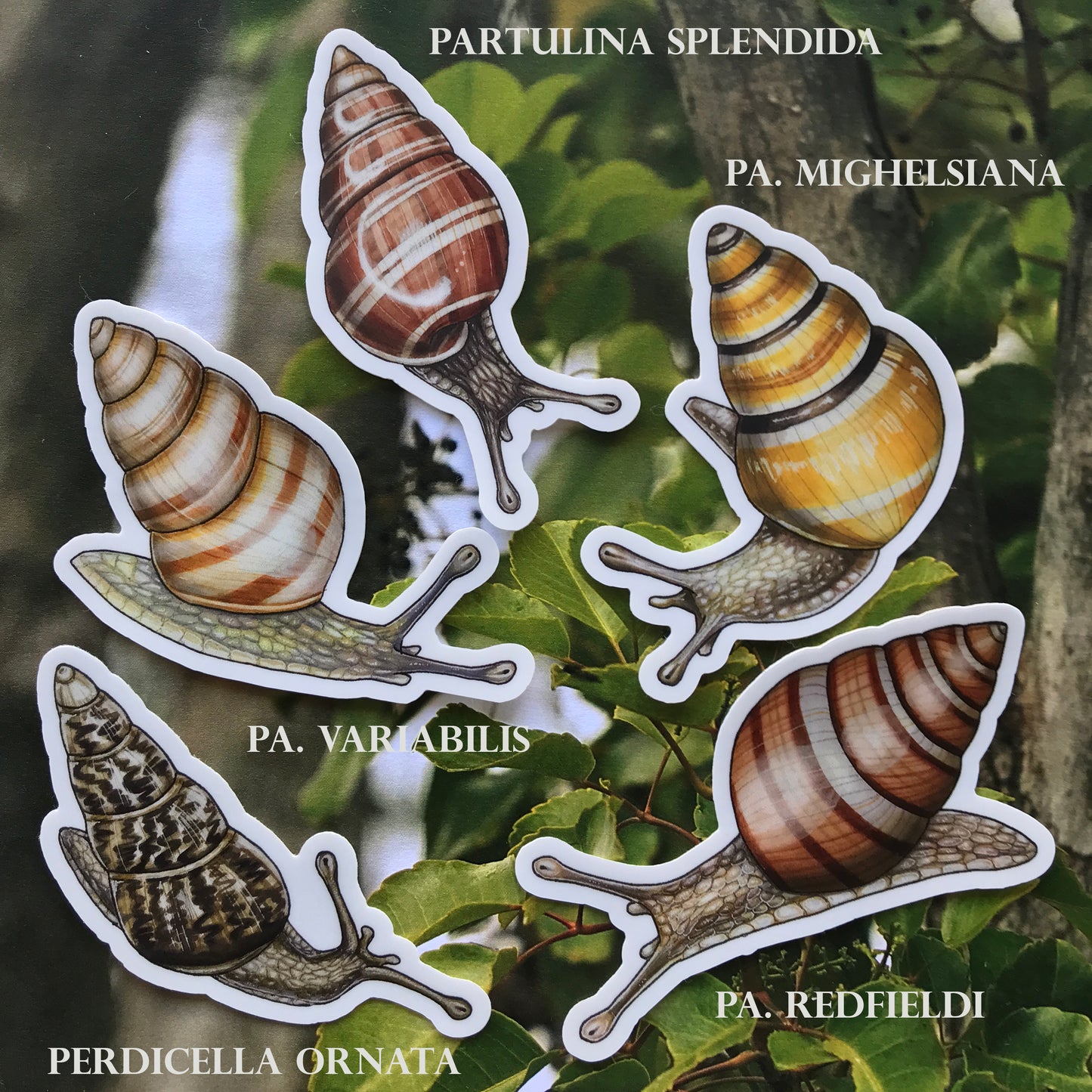 Maui Nui snails sticker pack (5 stickers)