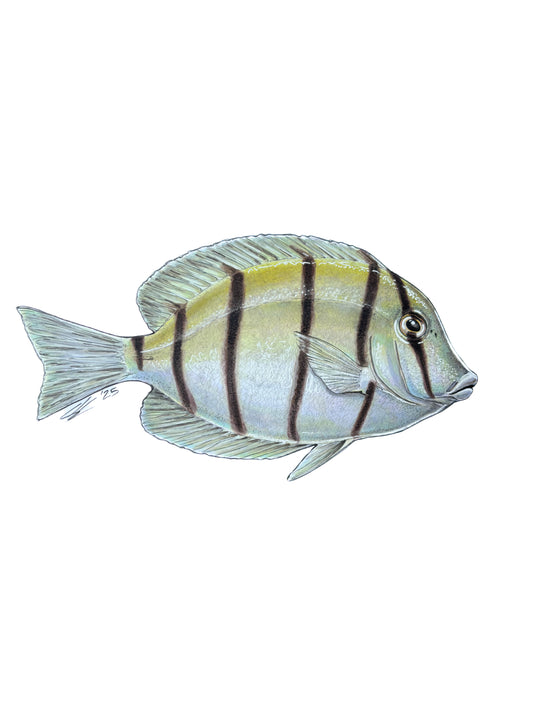 Manini original