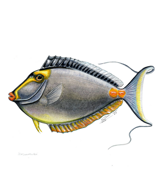 Umaumalei original