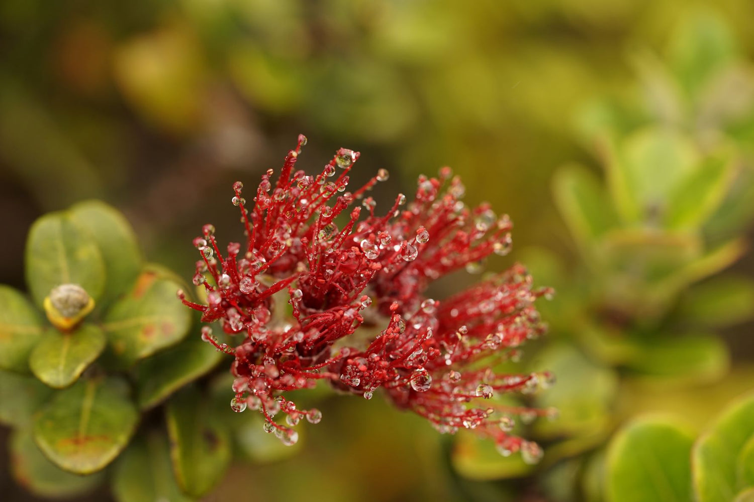 'Ohi'a lehua (Metrosideros polymorpha) with dew photo by Saxony Charlot