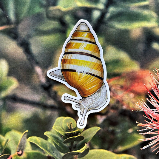 Kāhuli (Partulina mighelsiana) sticker