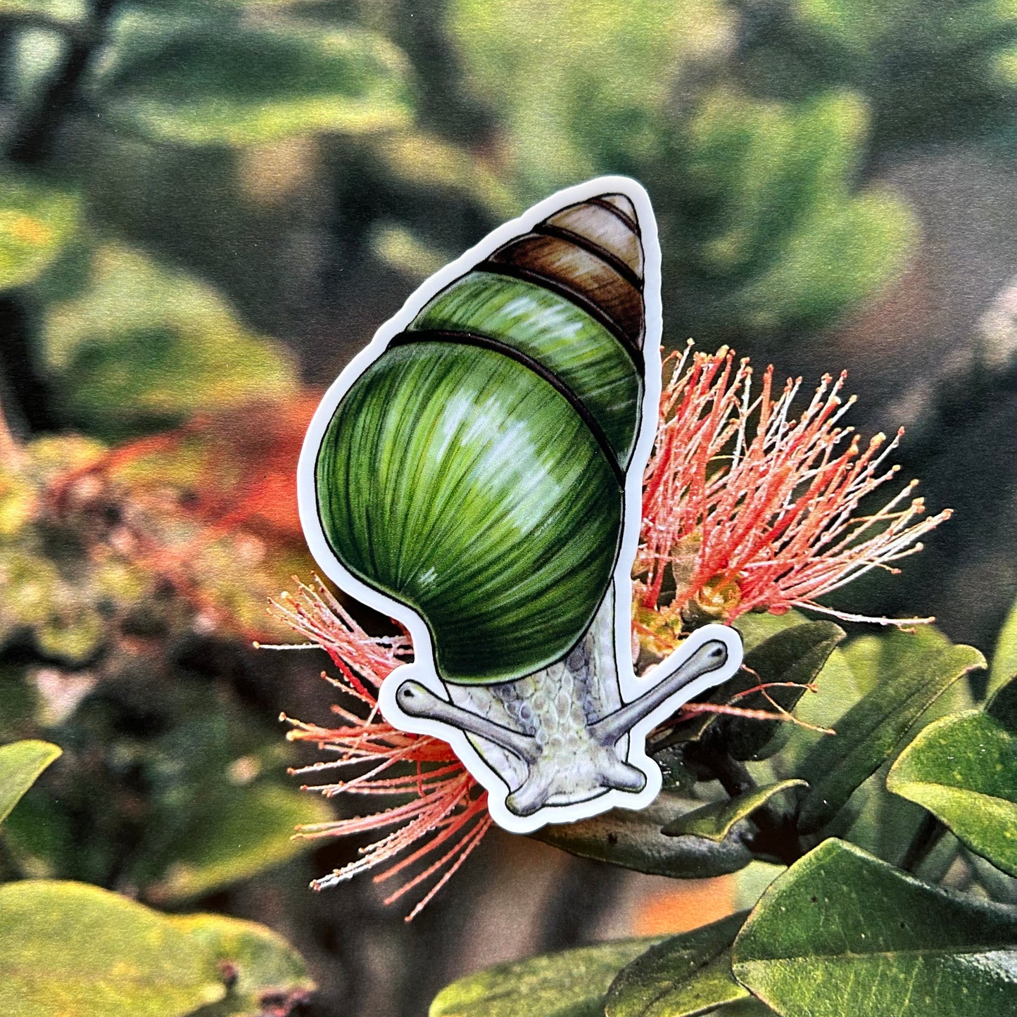 Kāhuli (Achatinella vulpina) sticker