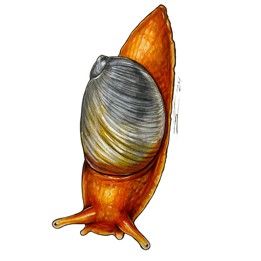 Hinihini ʻula original