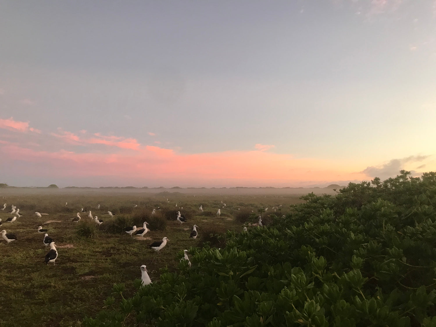 Laysan albatross on Kure Atoll photot by Saxony Charlot