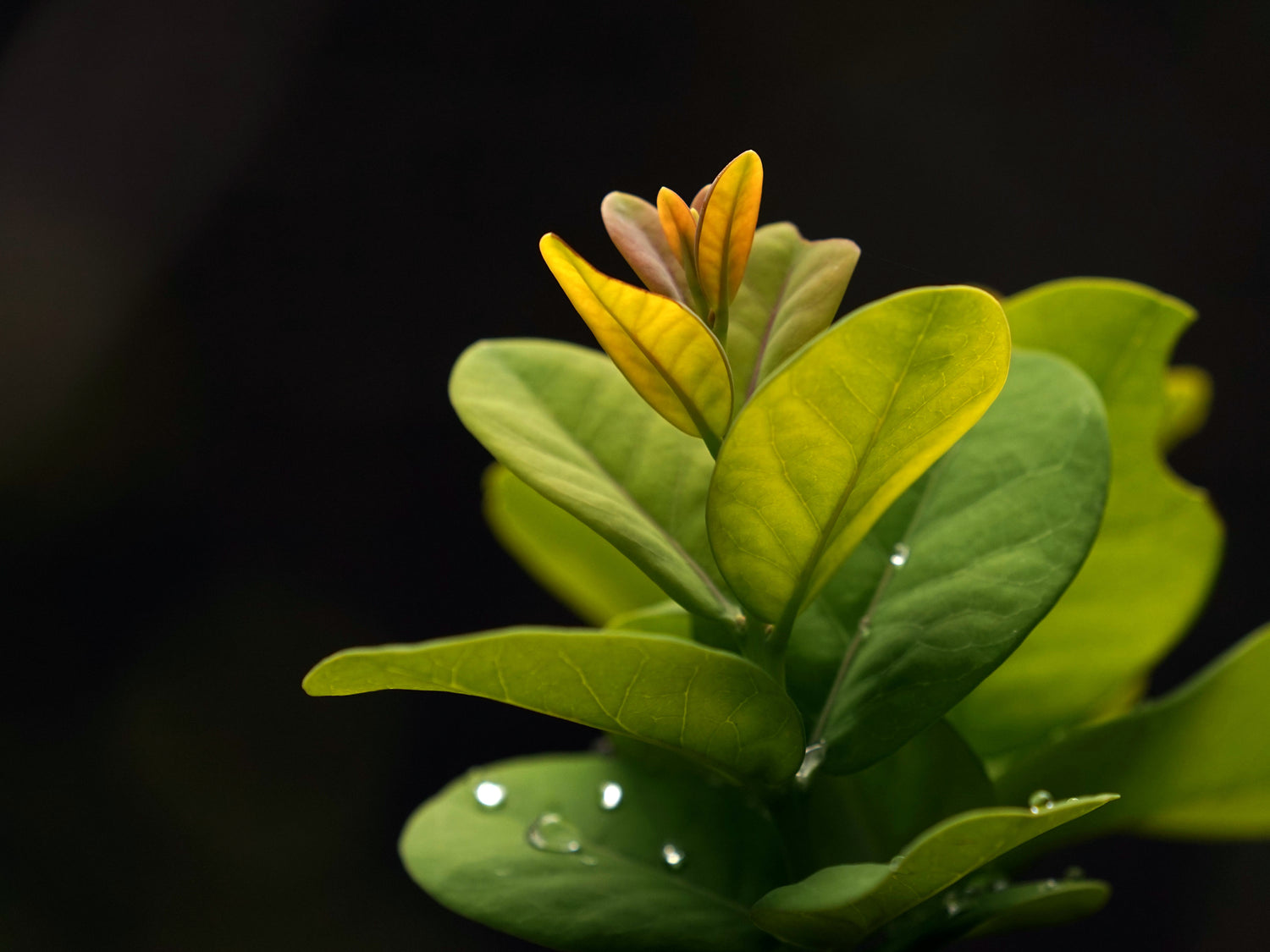 'Iliahi (Santalum paniculatum) Saxony Charlot