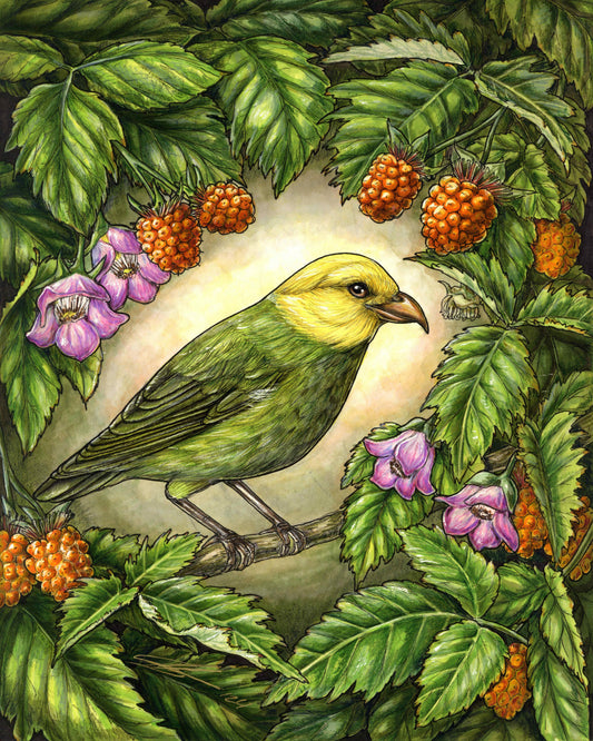 ‘Ō’ū and ‘Ākala original