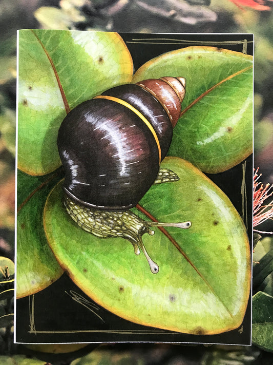 Kāhuli (Achatinella lila) card