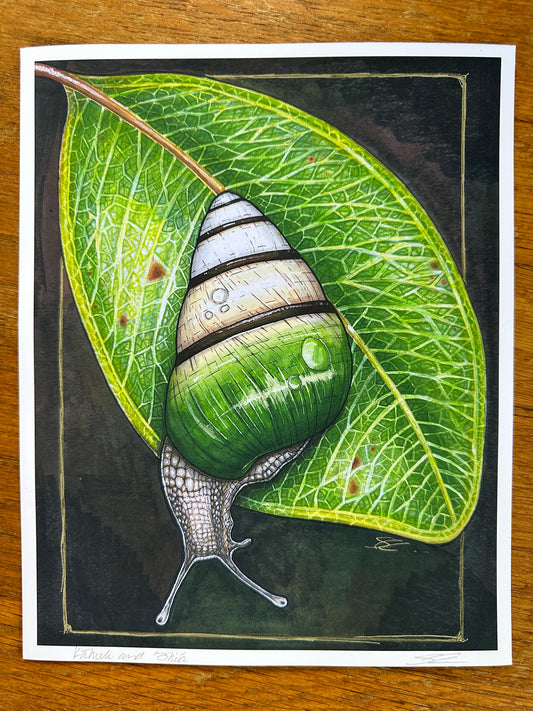 Kāhuli (Achatinella sowerbyana) print