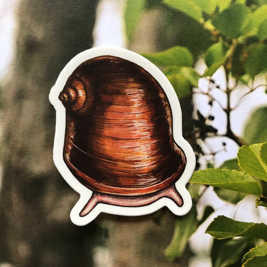 Newcomb's snail sticker