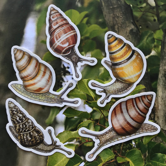 Maui Nui snails sticker pack (5 stickers)
