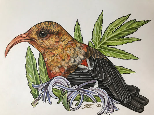 'I'iwi and hāhā original